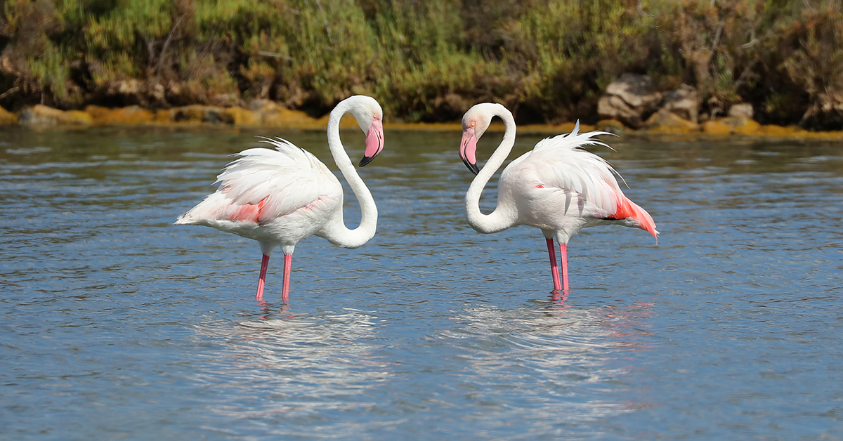 flamencos en parque natural las salinas