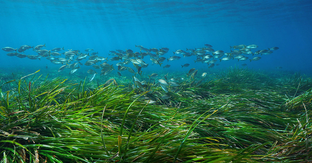 posidonia ibiza banco de peces