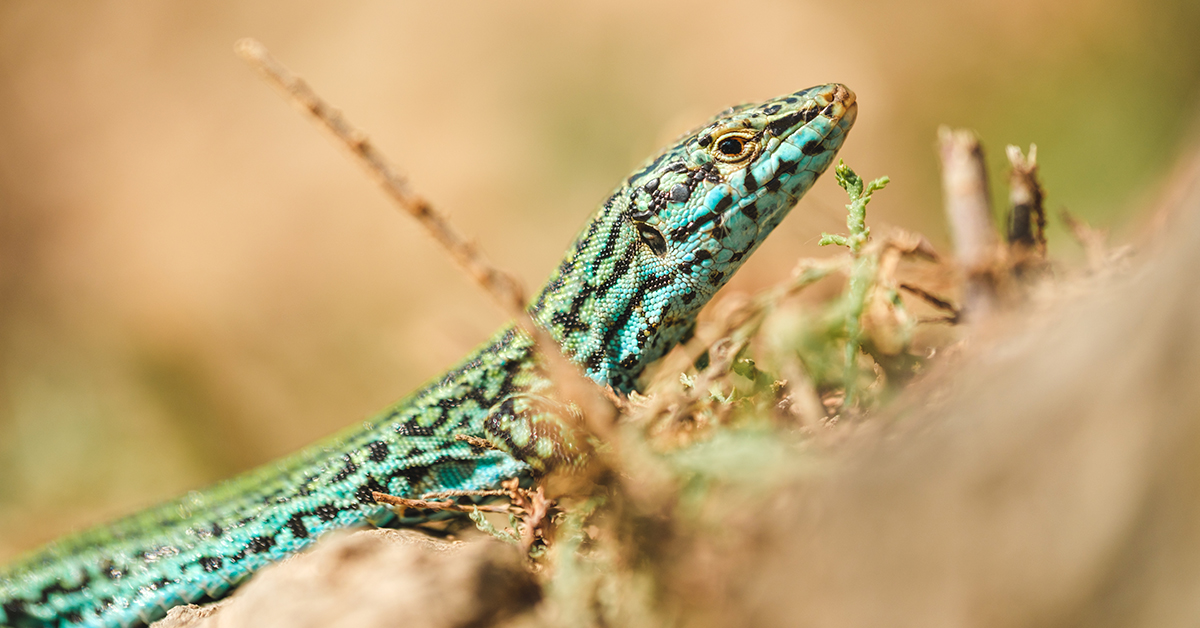 largartija pitiusa especie endemica