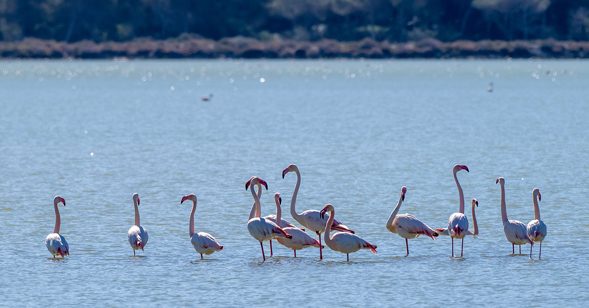parque natural ses salines flamencos
