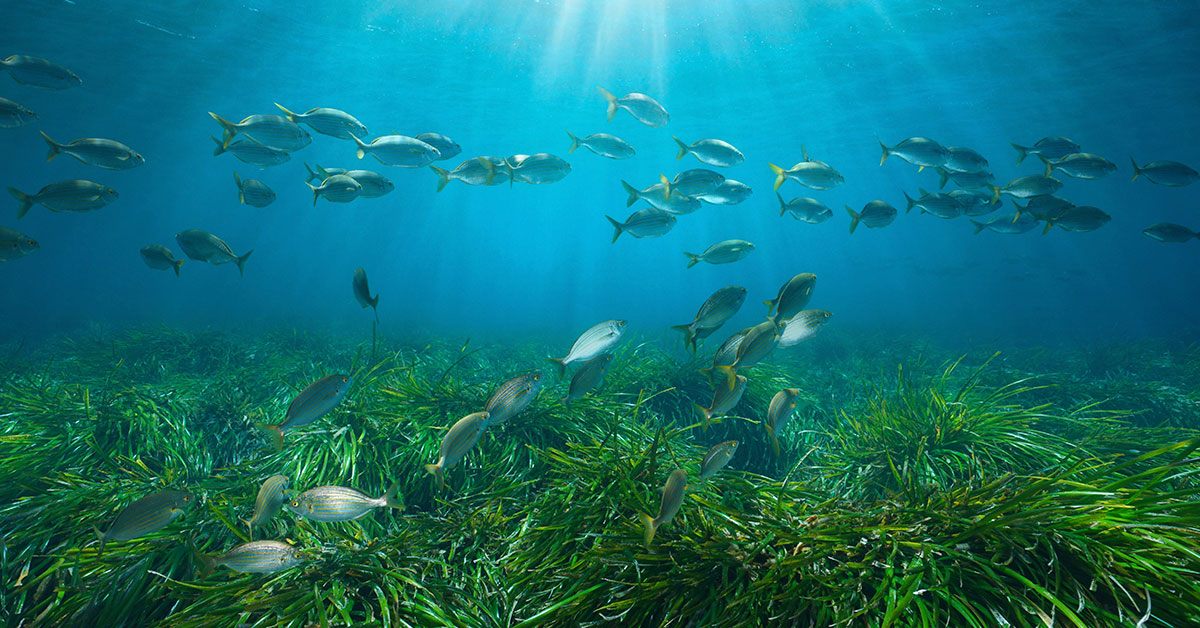 parque natural ses salines posidonia