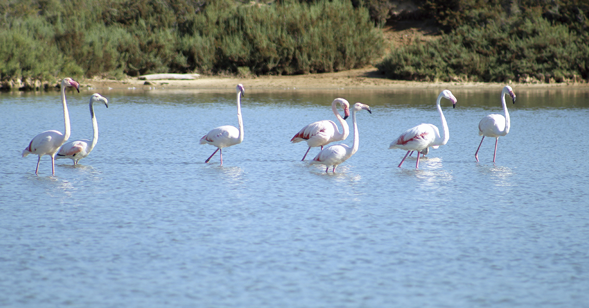 flamencos de ses salines