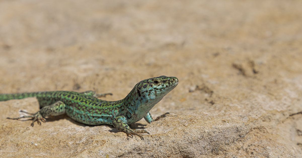 ¿Con ganas de descubrir la fauna y flora de Ibiza?